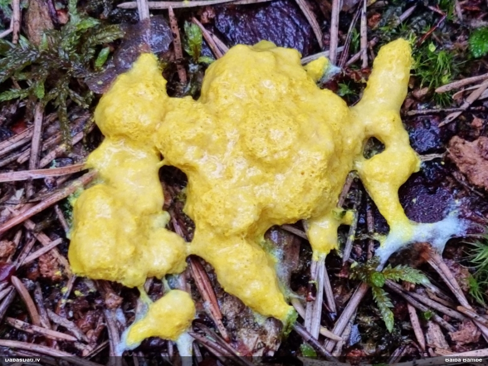 Dzeltenais ragansviests