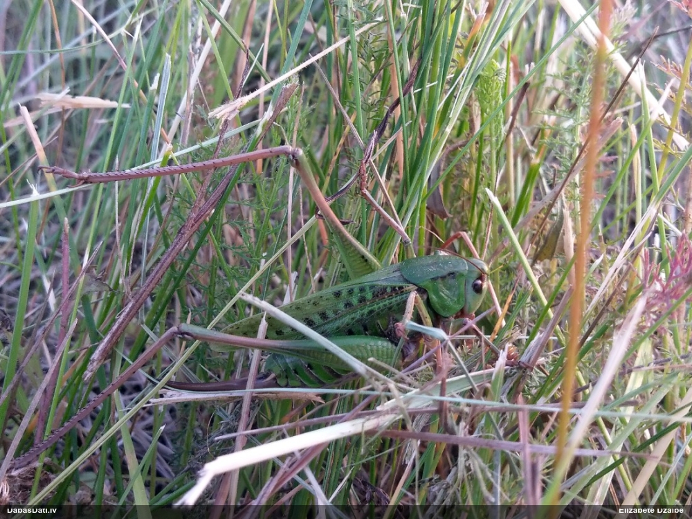 Pļavu dižsienāzis