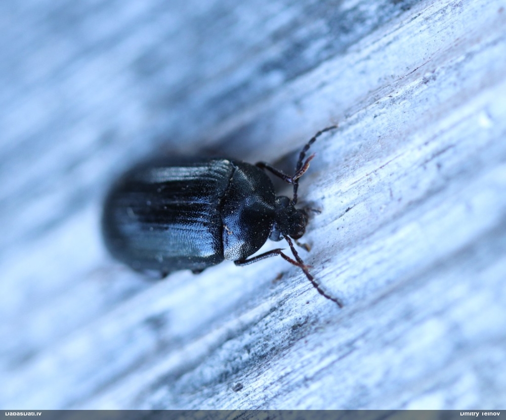 Praulvabole Prionychus melanarius