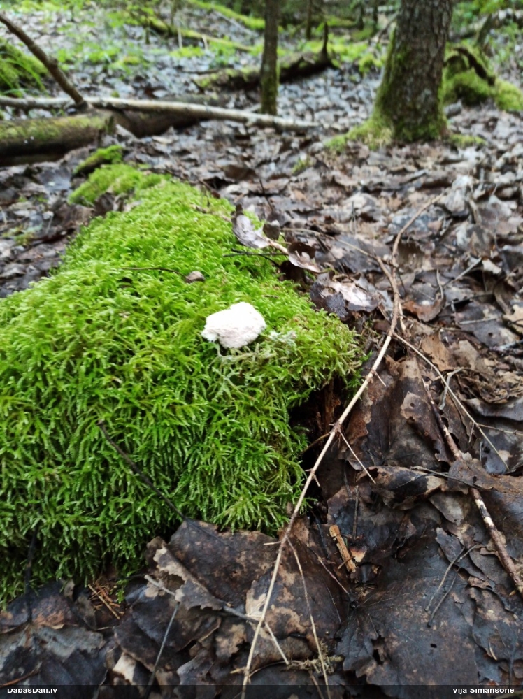 Baltais ragansviests