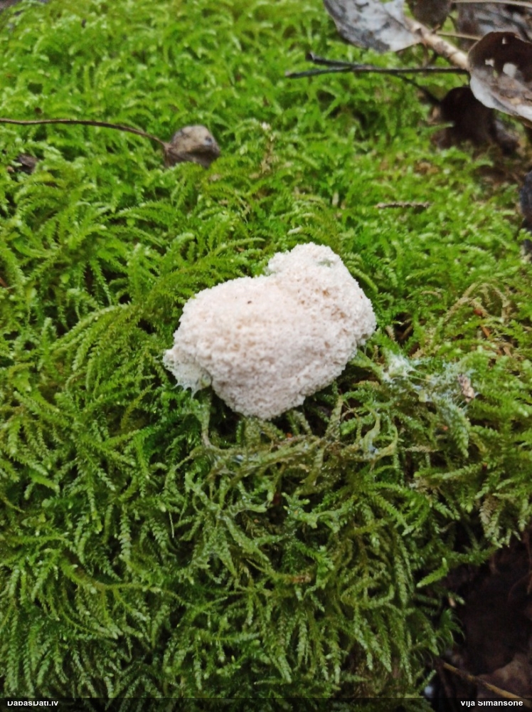 Baltais ragansviests