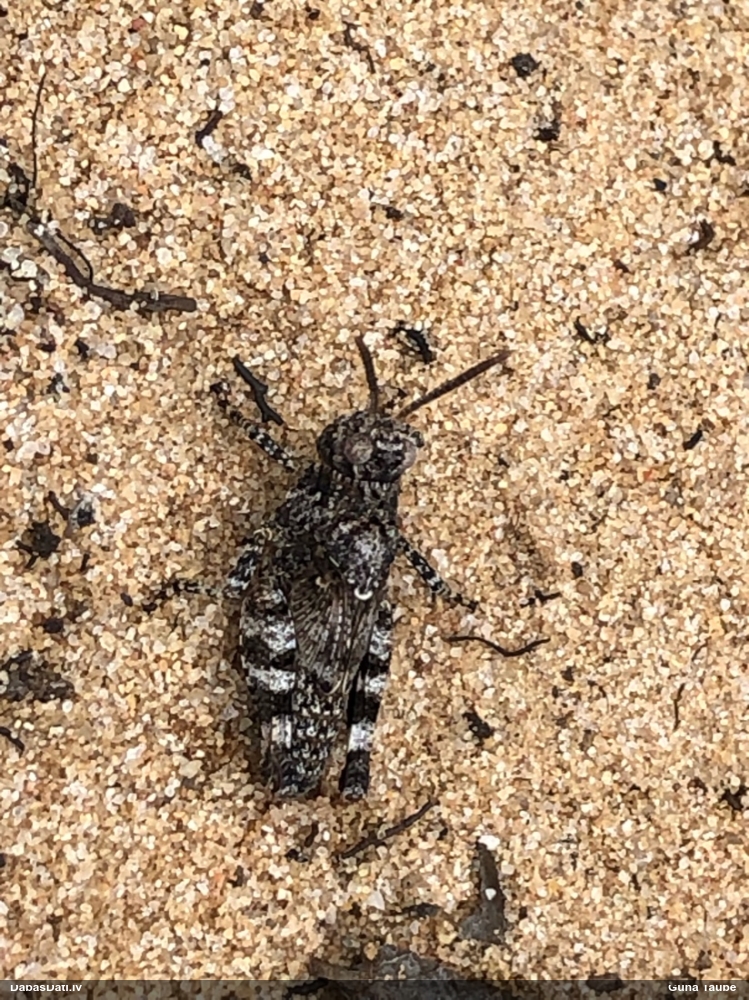 Raibspārnu smiltājsisenis