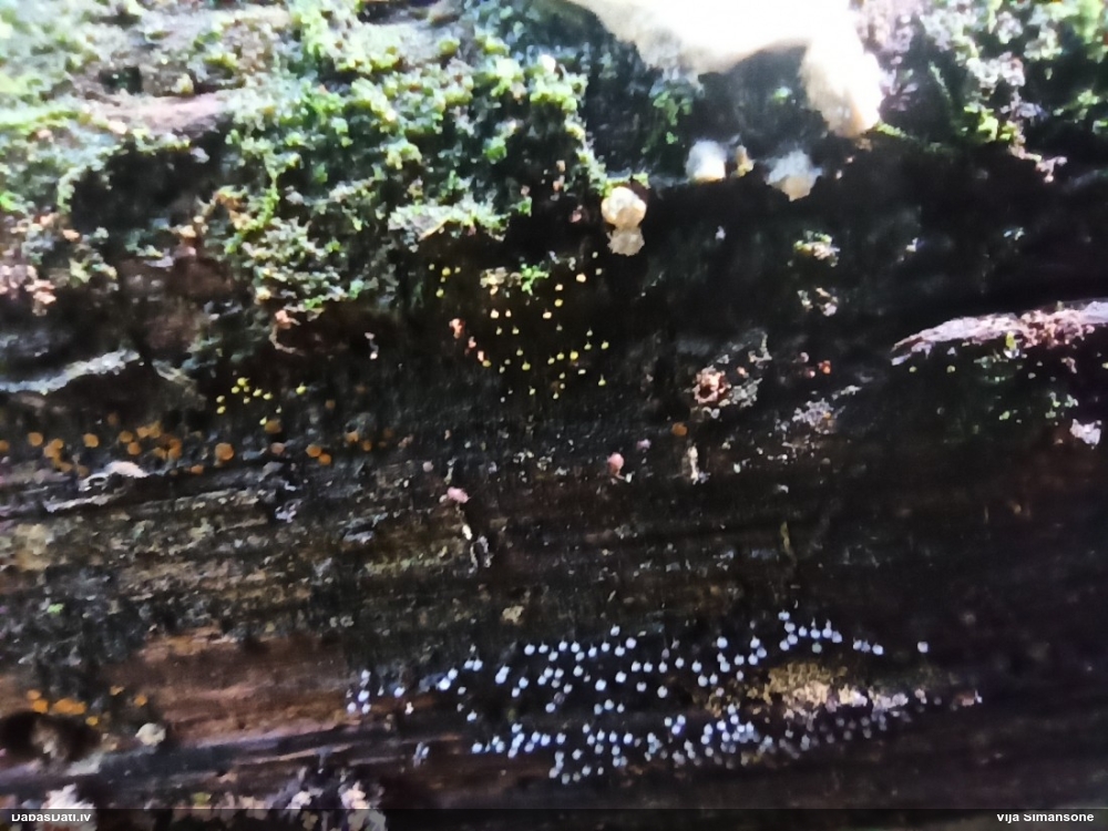 Pumpurīte (nenoteikta)