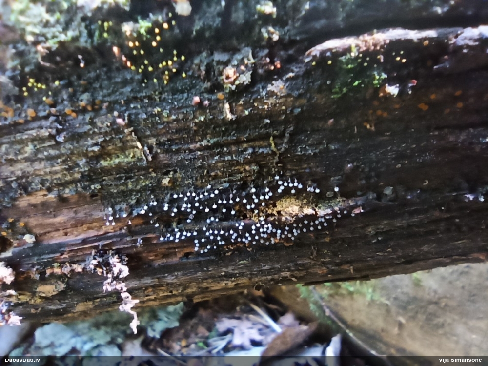 Pumpurīte (nenoteikta)