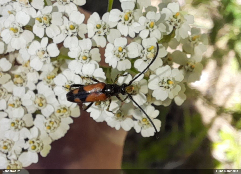 Koksngrauzis Stenurella bifasciata