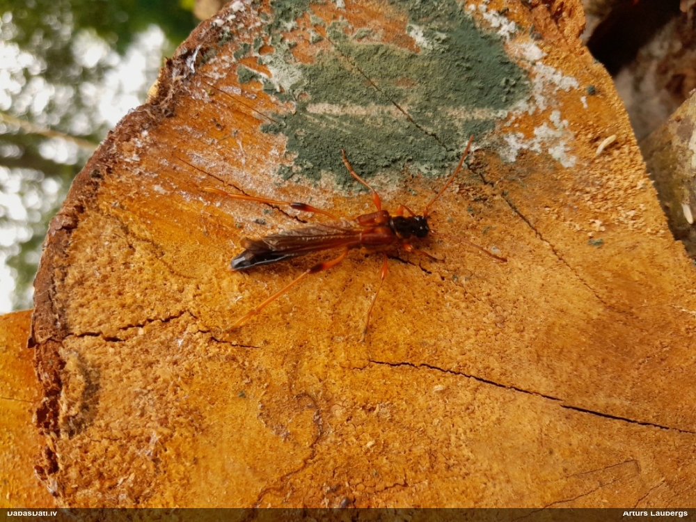 Vītolu slaidkoksngrauzis