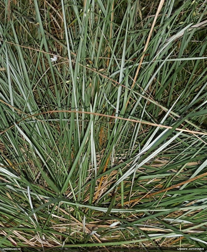 meadow Oat-grass