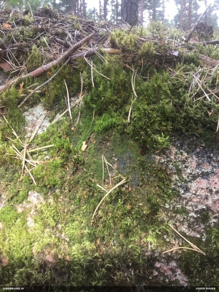 Sūna (nenoteikta)