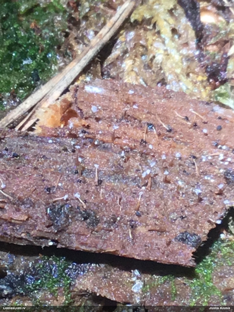 Nokarenā pumpurīte