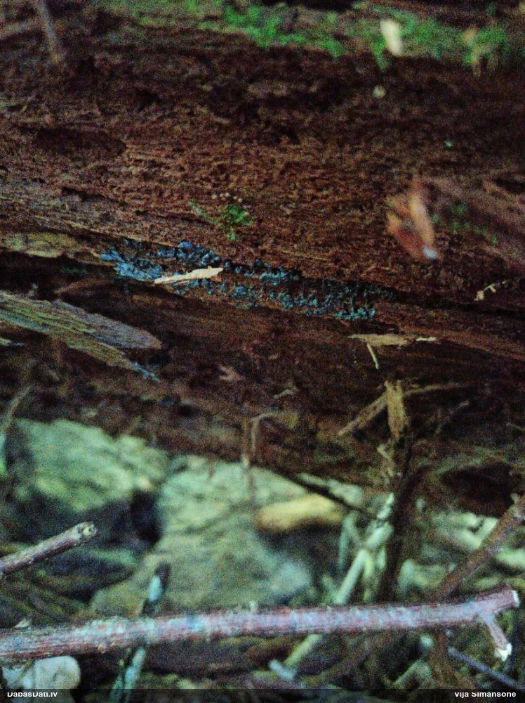 Lākturīte (nenoteikta)