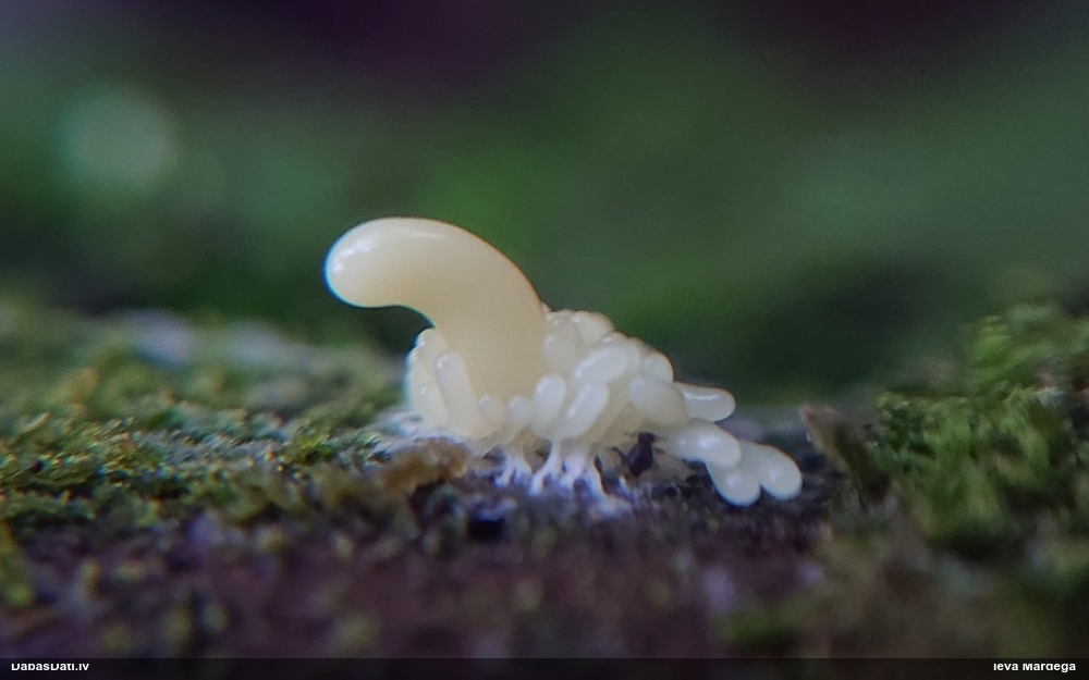 Arcīrija (nenoteikta)