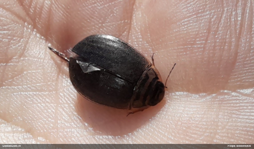 Airvabole Acilius canaliculatus