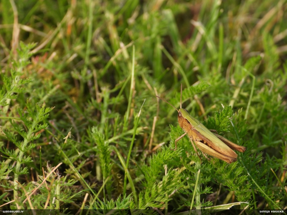 Sisenis Chorthippus dorsatus