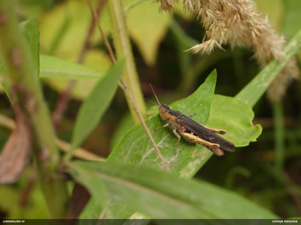 Sisenis Chorthippus brunneus