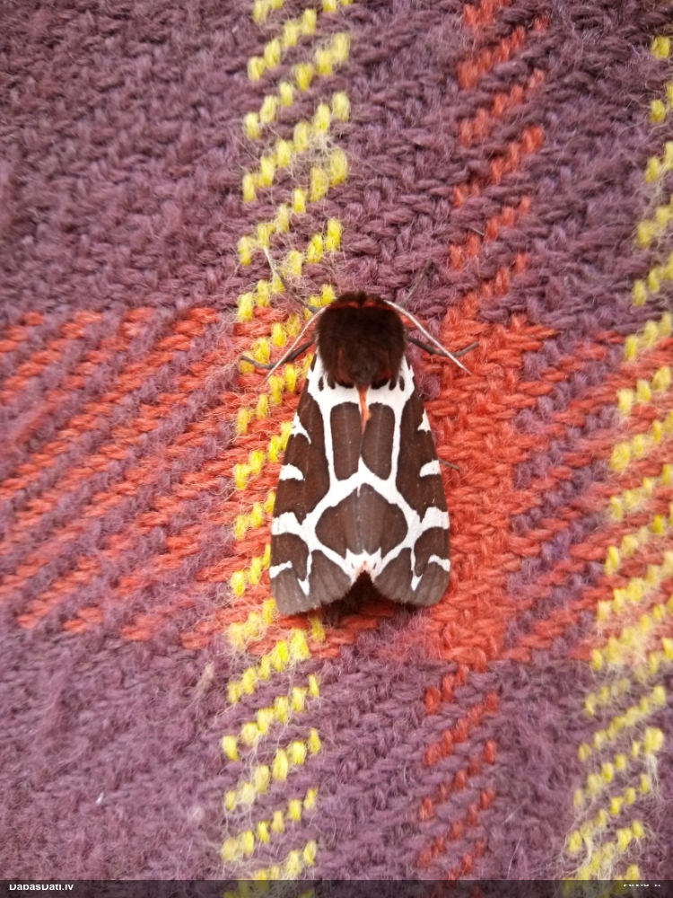 Brūnais lācītis