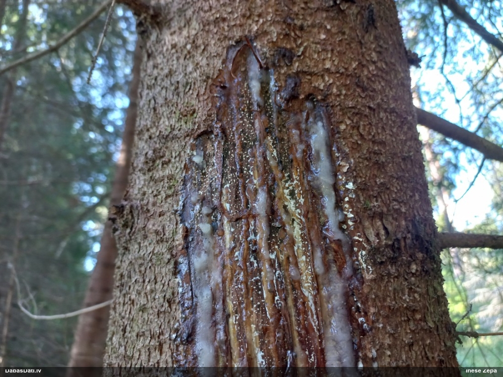 Zīdītājs (nenoteikts)