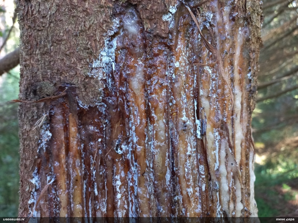 Zīdītājs (nenoteikts)