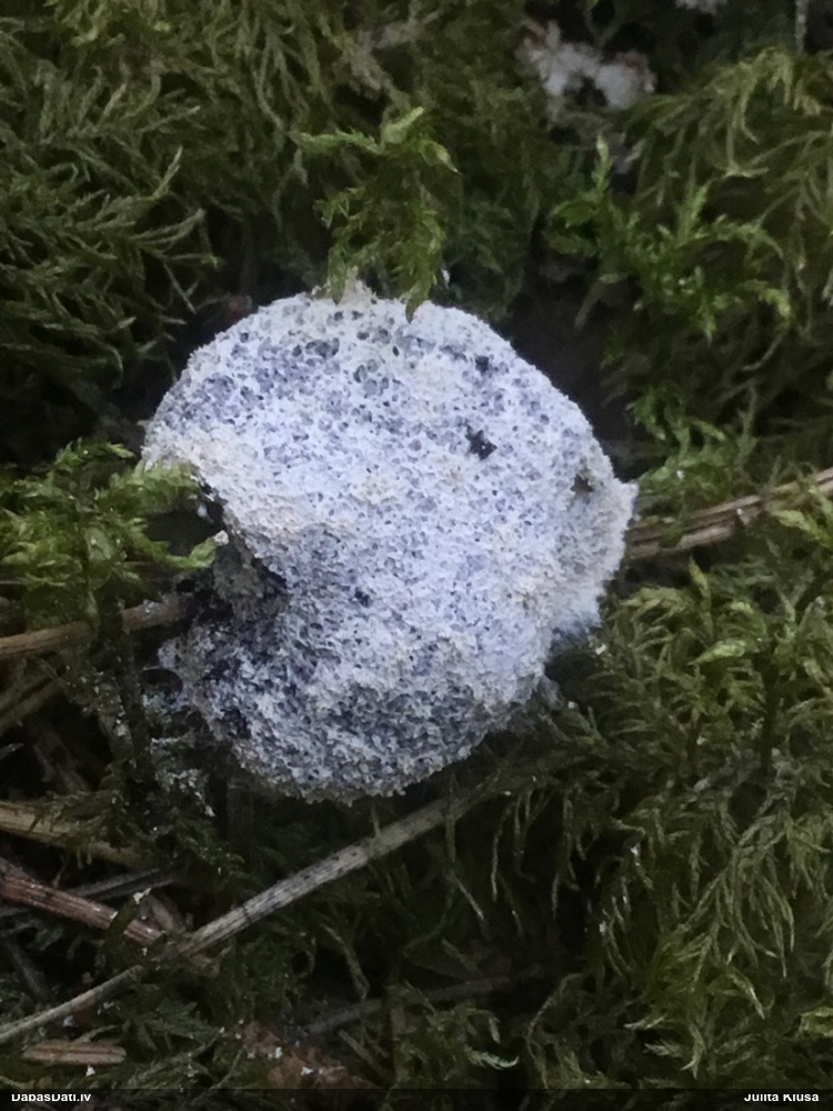 Parastais ragansviests (neprecizēta varietāte)