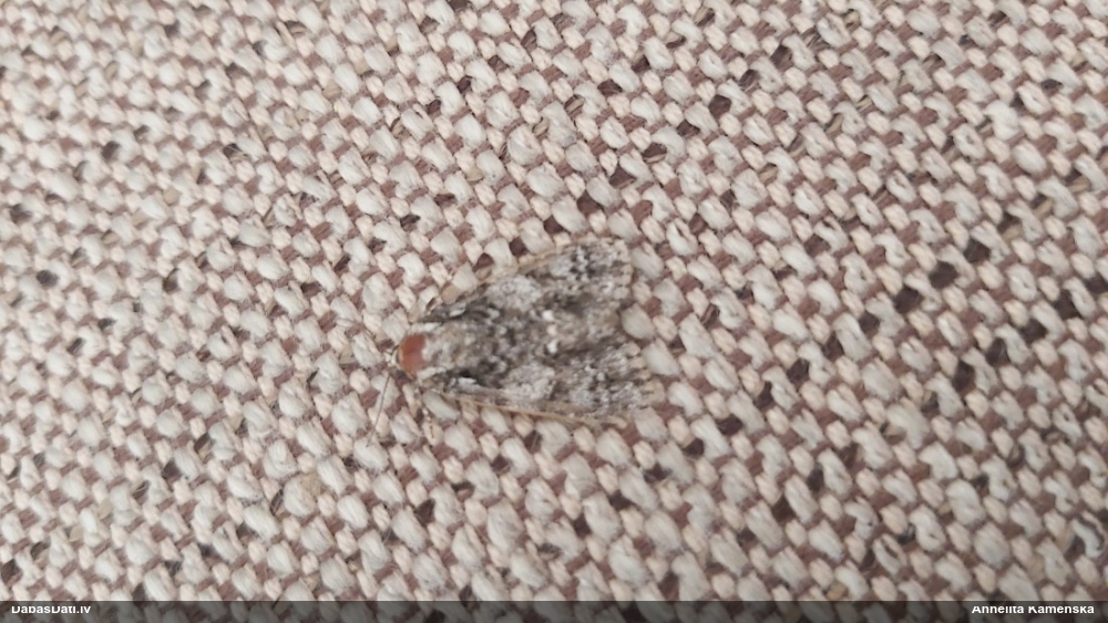 Skābeņu pelēkpūcīte