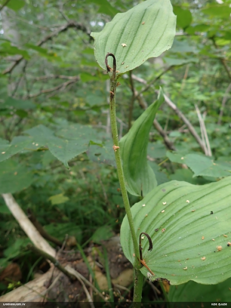 Dzeltenā dzegužkurpīte
