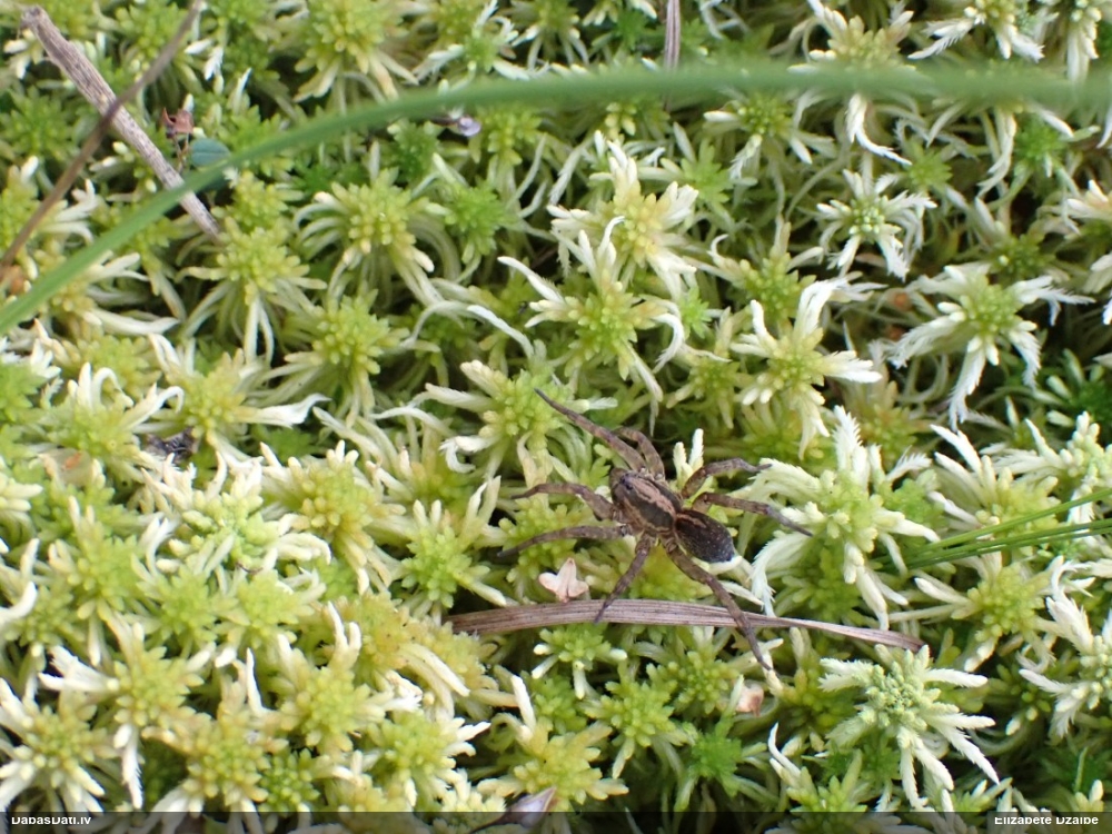 Vilkzirneklis Pirata sp.