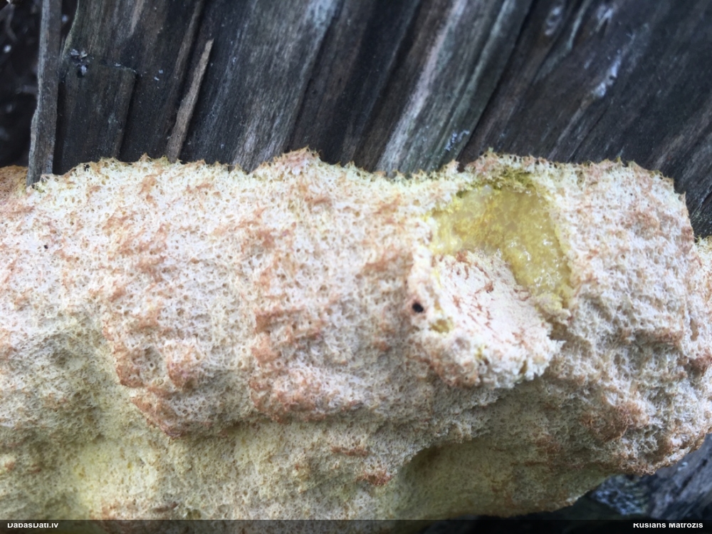 Ragansviests (nenoteikts)