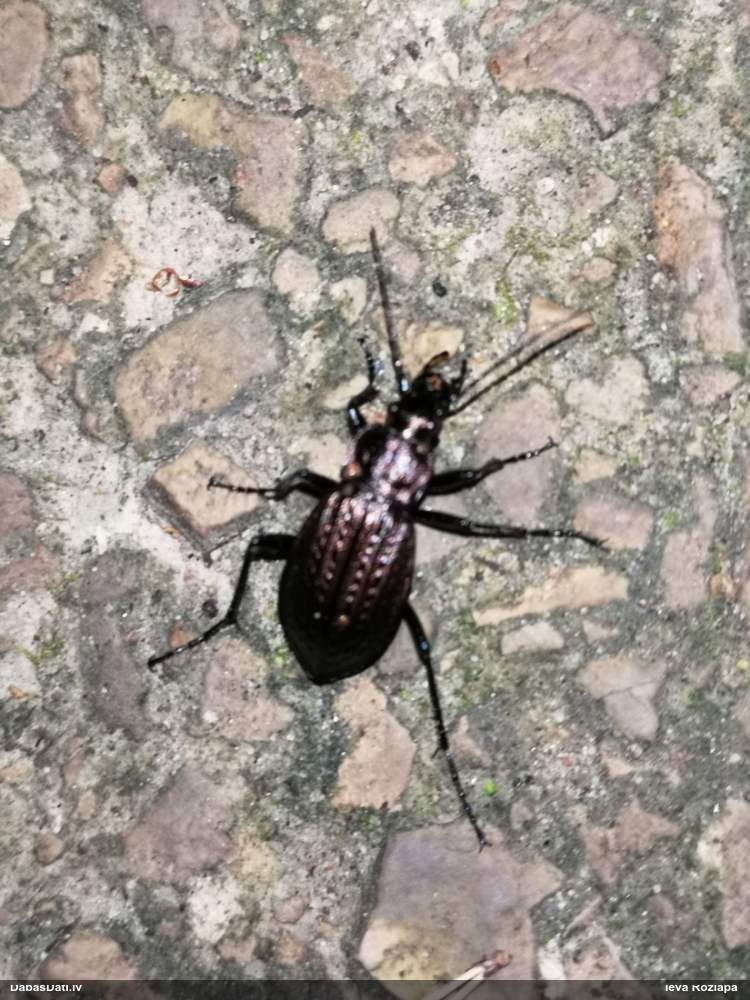 Skrejvabole Carabus granulatus
