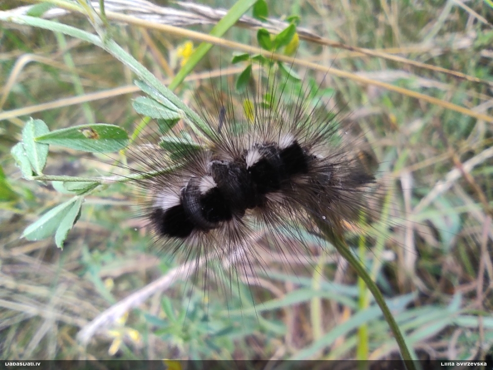 Dedestiņu otiņmūķene