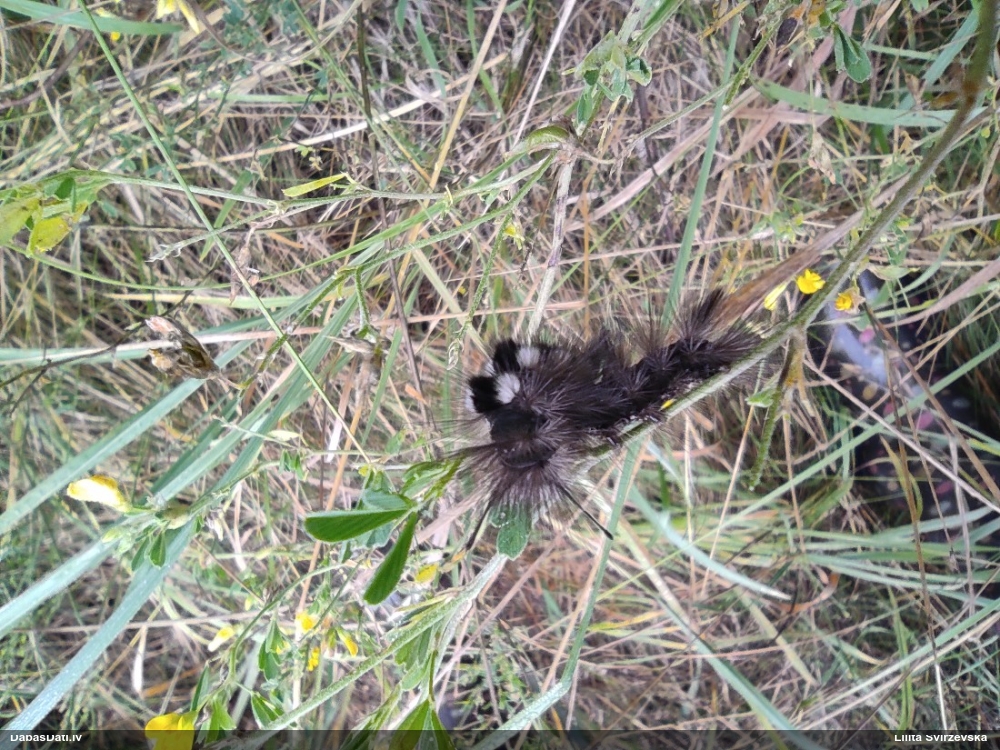 Dedestiņu otiņmūķene