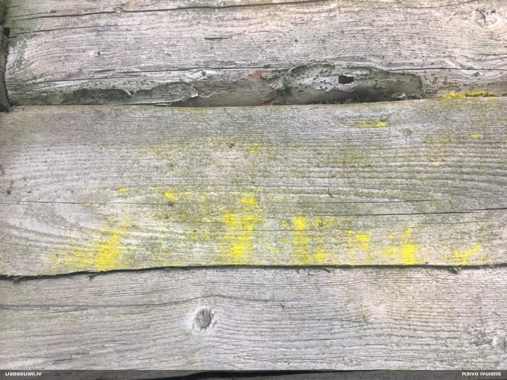 Dzeltenspožie zeltmilti