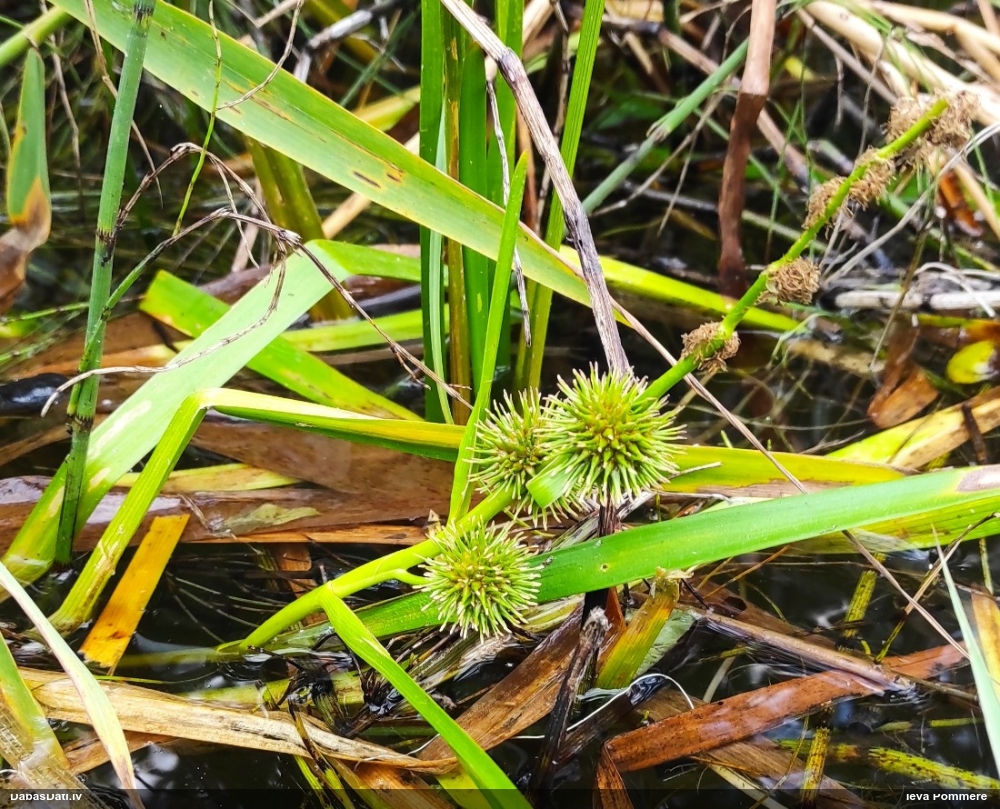 Vienkāršā ežgalvīte