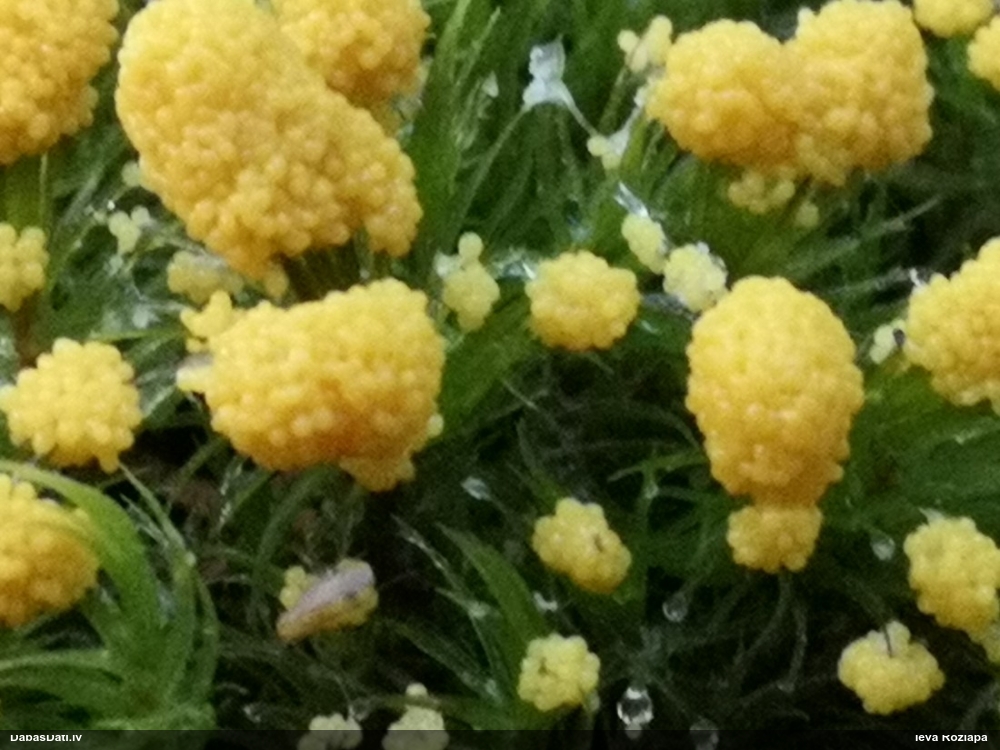 Zaļganā pumpurīte