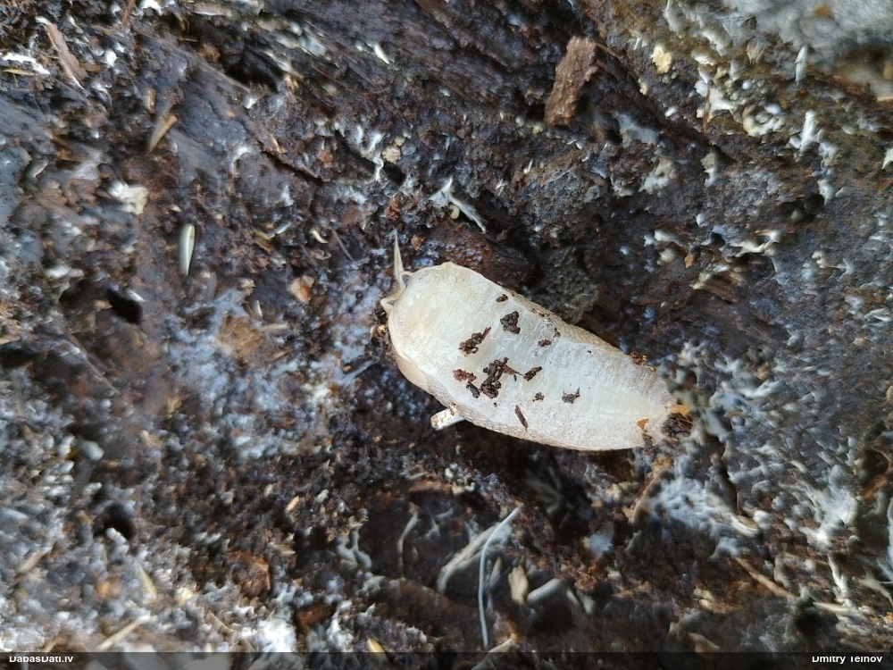 Tumšais kailgliemezis