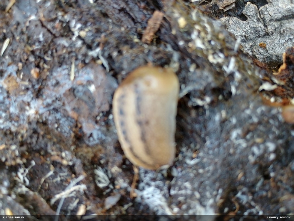 Tumšais kailgliemezis