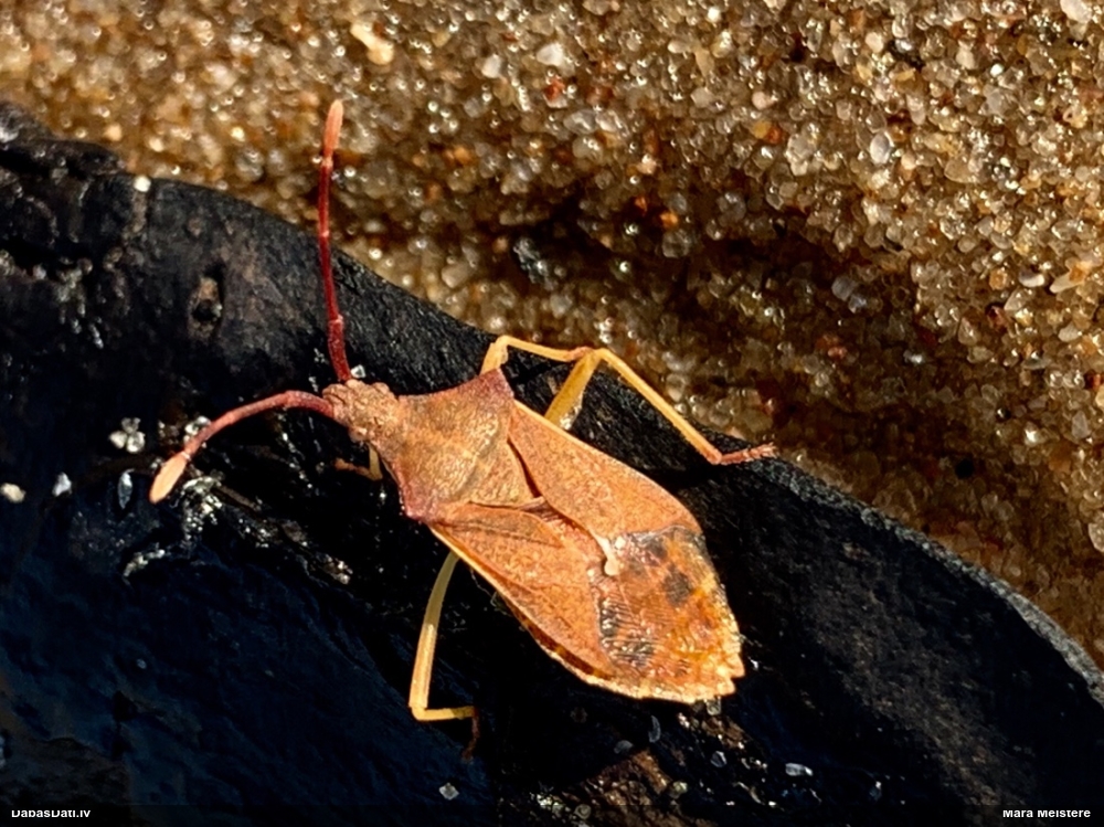 Ornamentblakts Gonocerus acuteangulatus