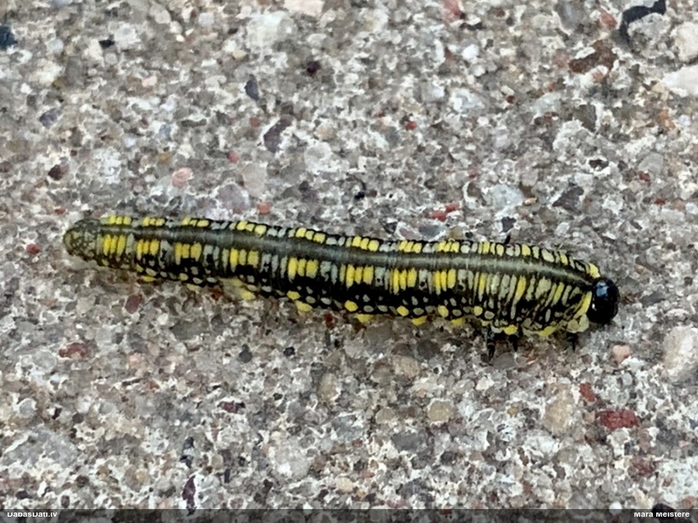 Skujlapsene Diprion similis