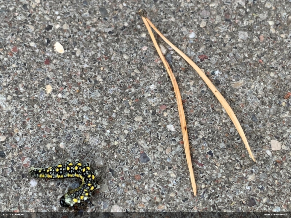 Skujlapsene Diprion similis