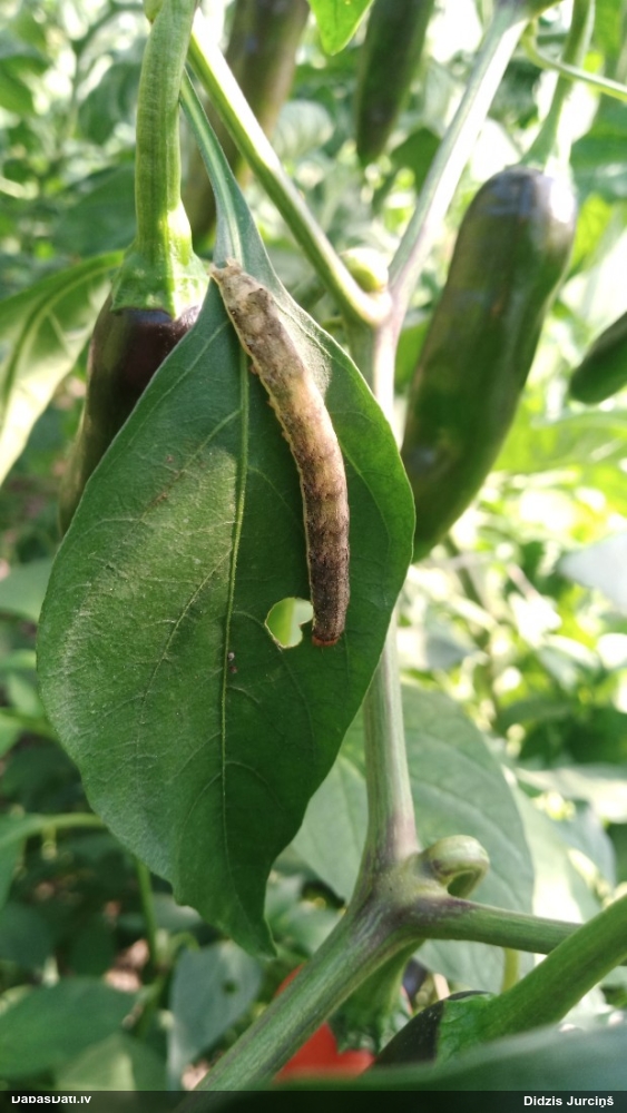 Kāpostu dārzpūcīte