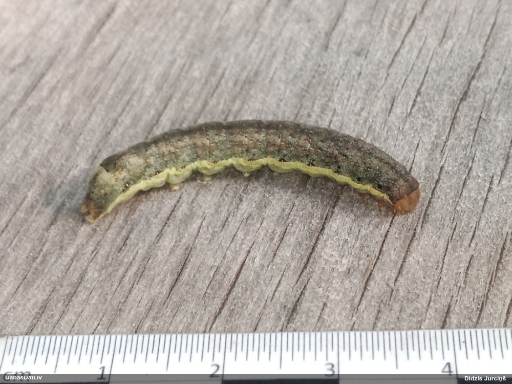 Kāpostu dārzpūcīte