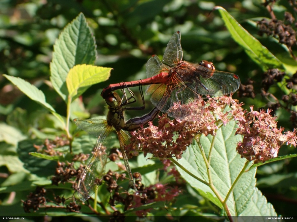 Dzeltenā klajumspāre