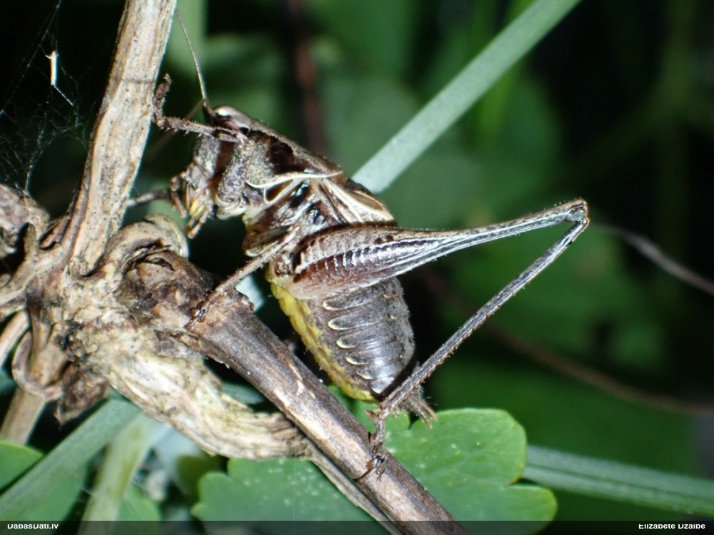 Sienāzis Pholidoptera griseoaptera