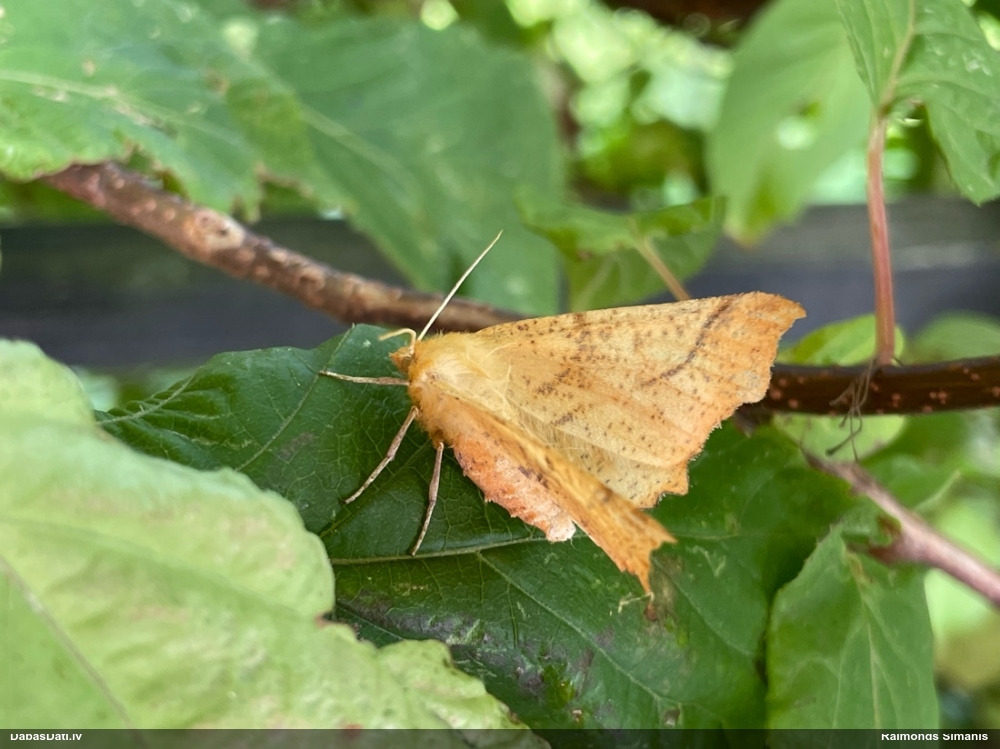 Lielais rudenssprīžmetis