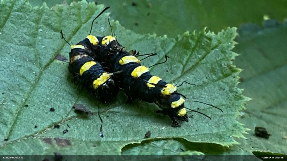 Alkšņu pelēkpūcīte