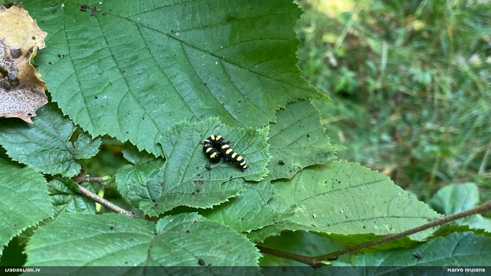 Alkšņu pelēkpūcīte