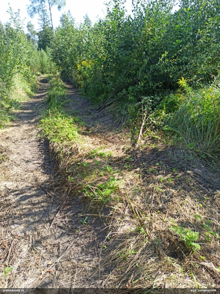 Sarkanā klajumspāre