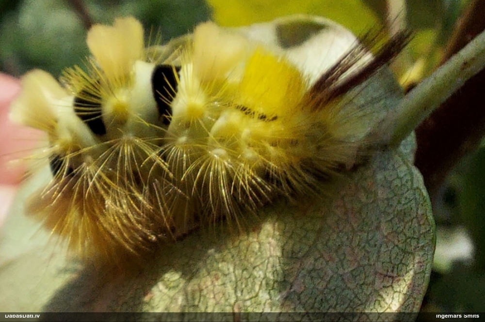 Lapkoku otiņmūķene