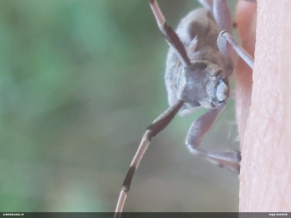 Priežu koksngrauzis (malkcirtis)