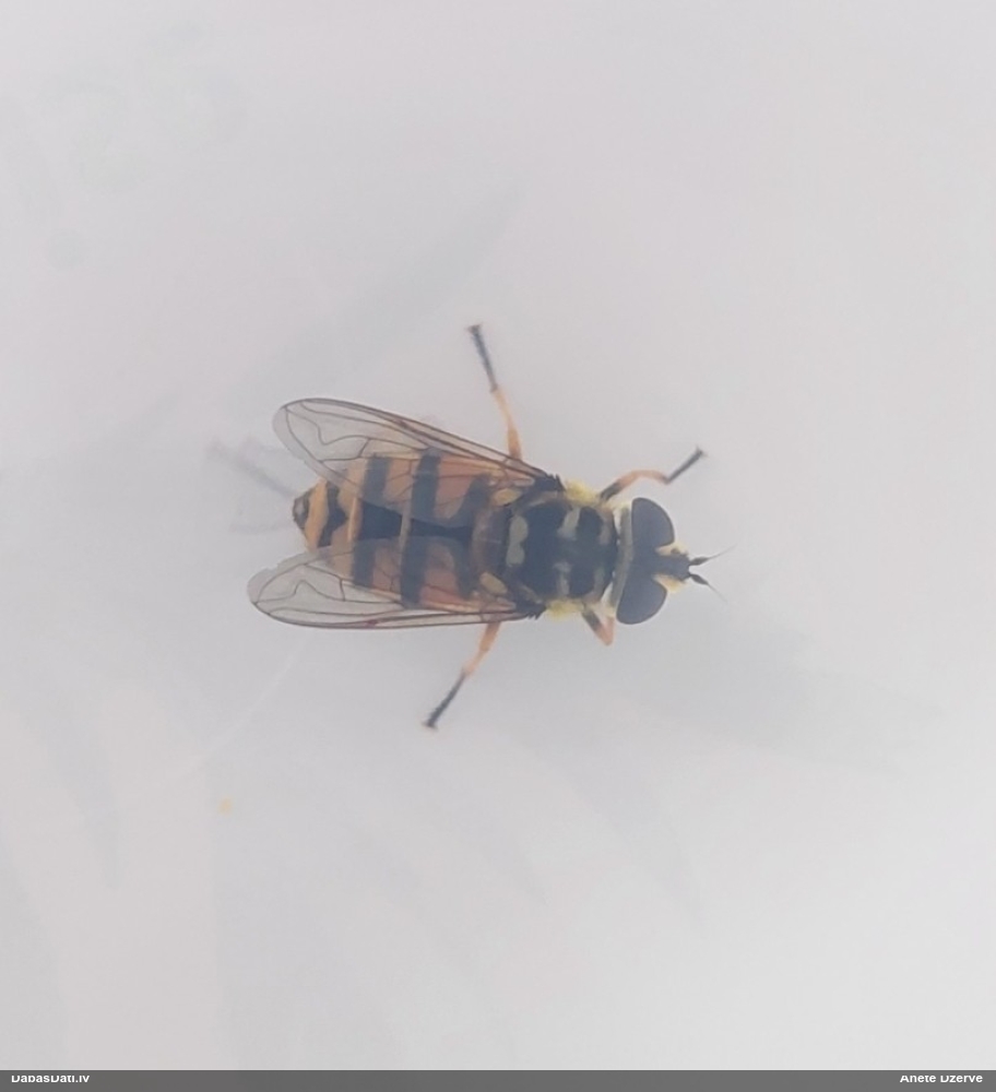 Ziedmuša Myathropa florea