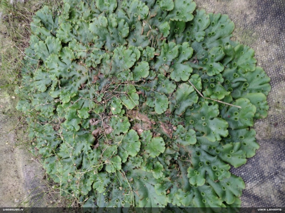 Parastā maršancija