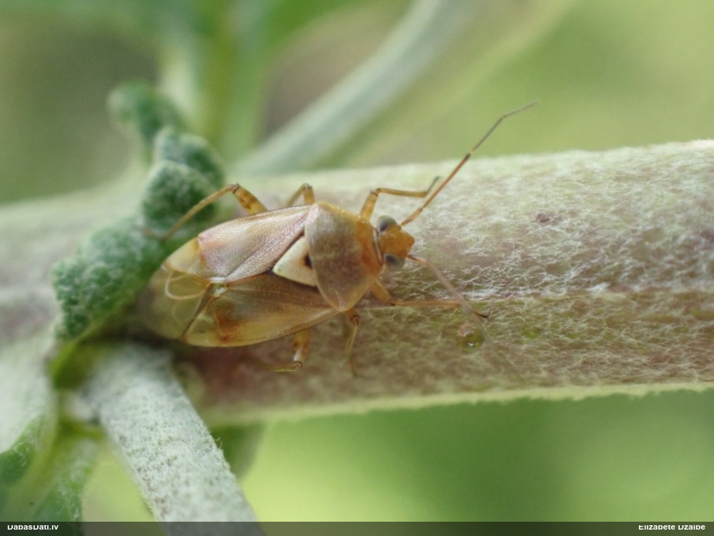 Spīdīgā pļavu blakts